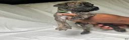 Presa Canario dogs for sale: Presa Canario 14 - Ad 1