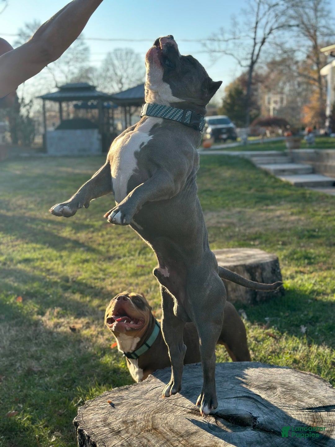 Gallery Image {{count}}