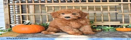 Mini Goldendoodle dogs for sale: Chester - Ad 2