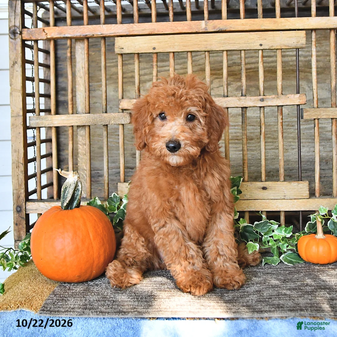 Mini Goldendoodle dogs for sale: Chester - Ad 2