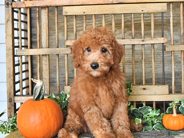 Mini Goldendoodle dogs for sale: Chester - Ad 2