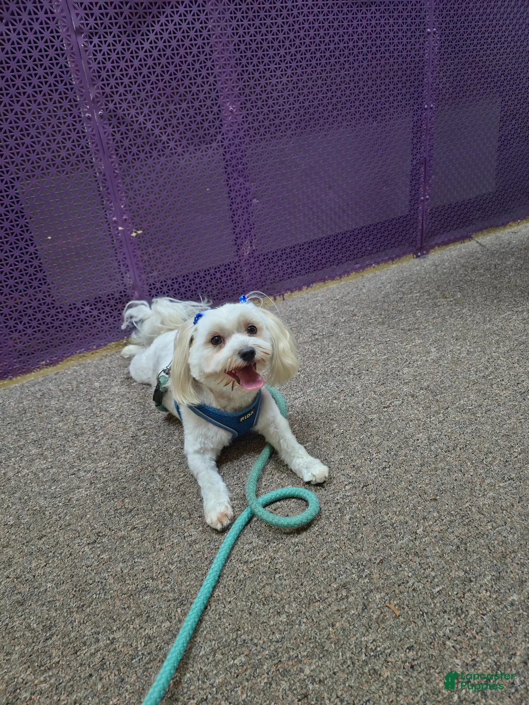 Morkie dogs for sale: Panda - Ad 7