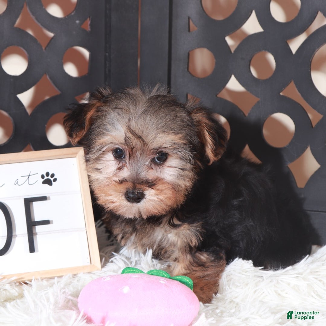 Yorkiepoo dogs for sale: Yorkiepoo Puppy Nala - Ad 1