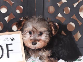 Yorkiepoo dogs Yorkiepoo Puppy Nala - Ad 34