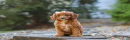 Cavapoo dogs for sale: Clover - Ad 2