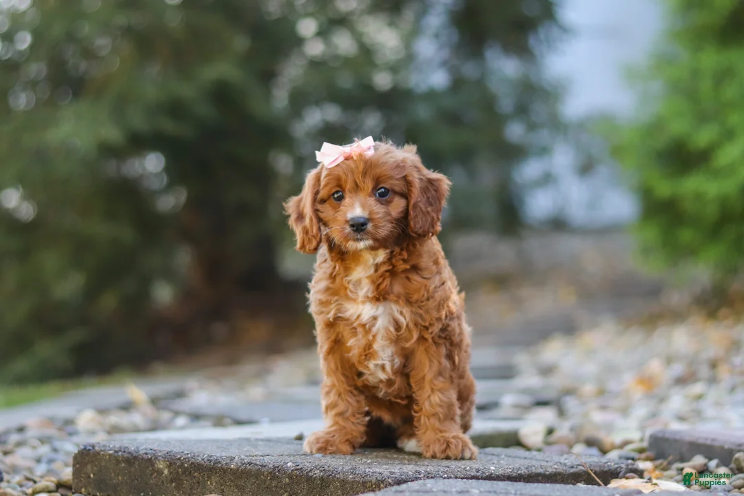 Cavapoo dogs for sale: Clover - Ad 2