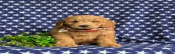 Mini Goldendoodle dogs for sale: Truman Hypoallergenic - Ad 2