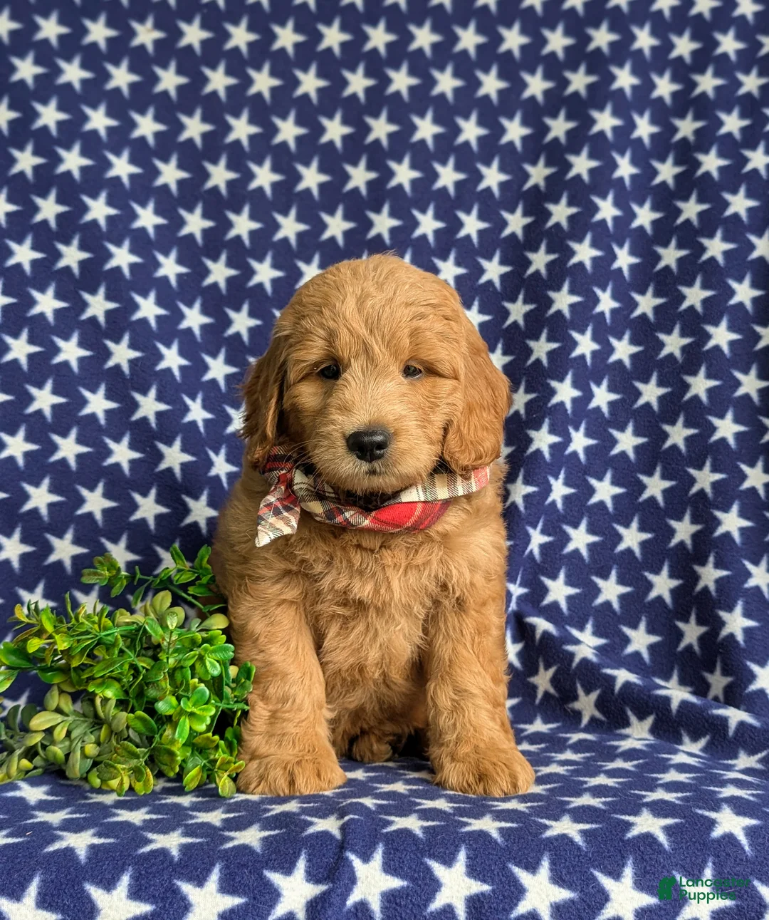 Mini Goldendoodle dogs for sale: Truman Hypoallergenic - Ad 2
