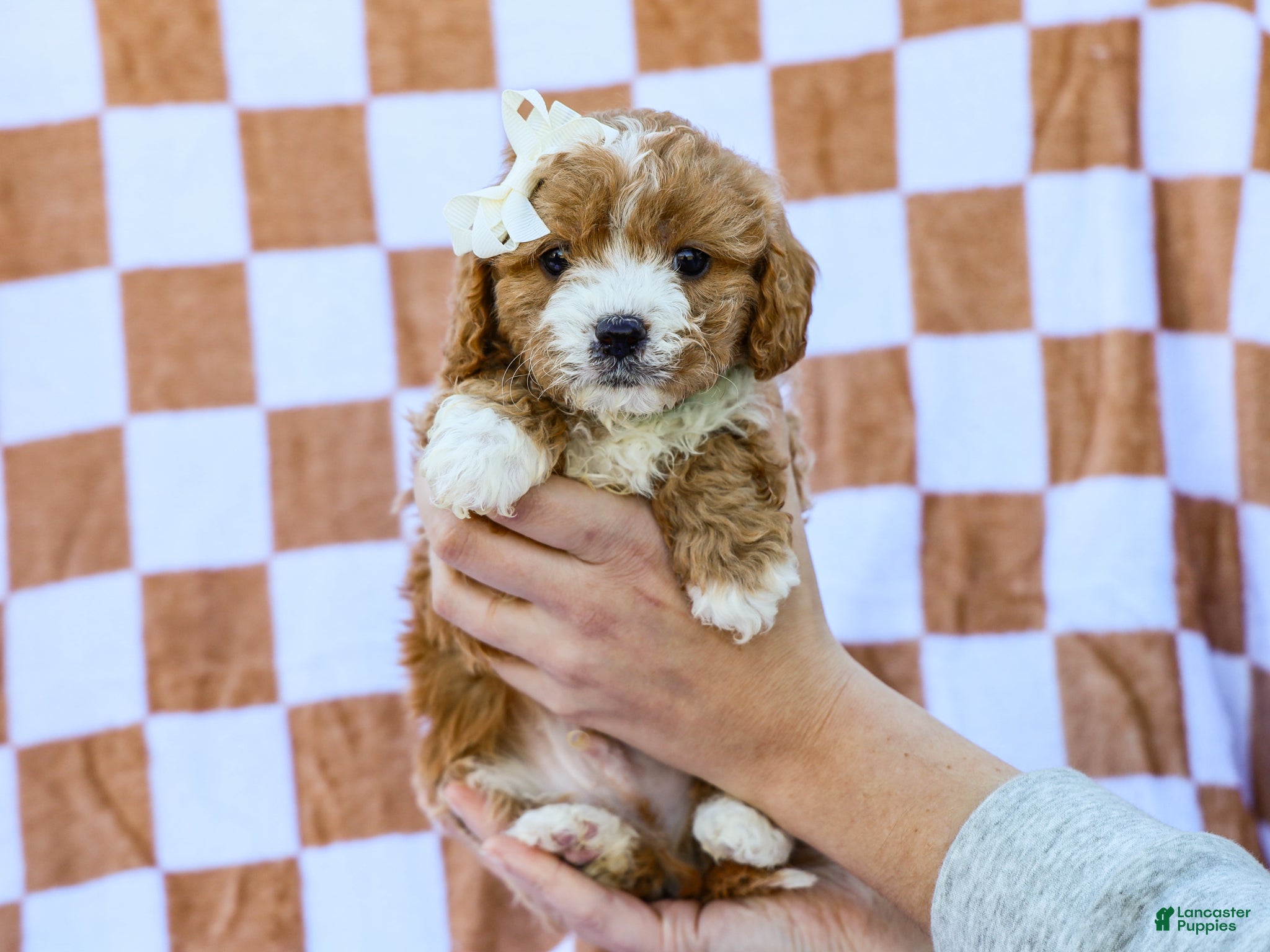 Cavapoo dogs Brent - Ad 2