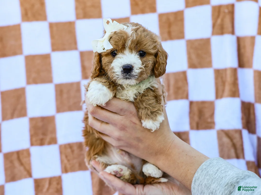 Cavapoo dogs for sale: Brent - Ad 2