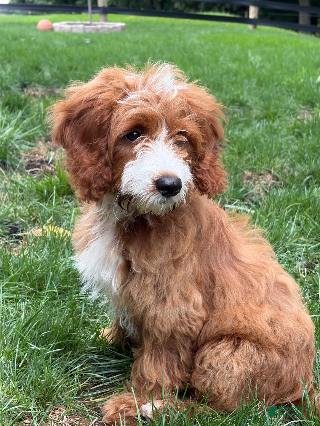 Mini Goldendoodle dogs for sale: Roscoe - Ad 1
