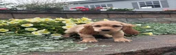Cocker Spaniel dogs for sale: Coco - Ad 3