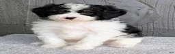 Mini Bernedoodle dogs for sale: Bob - Ad 5