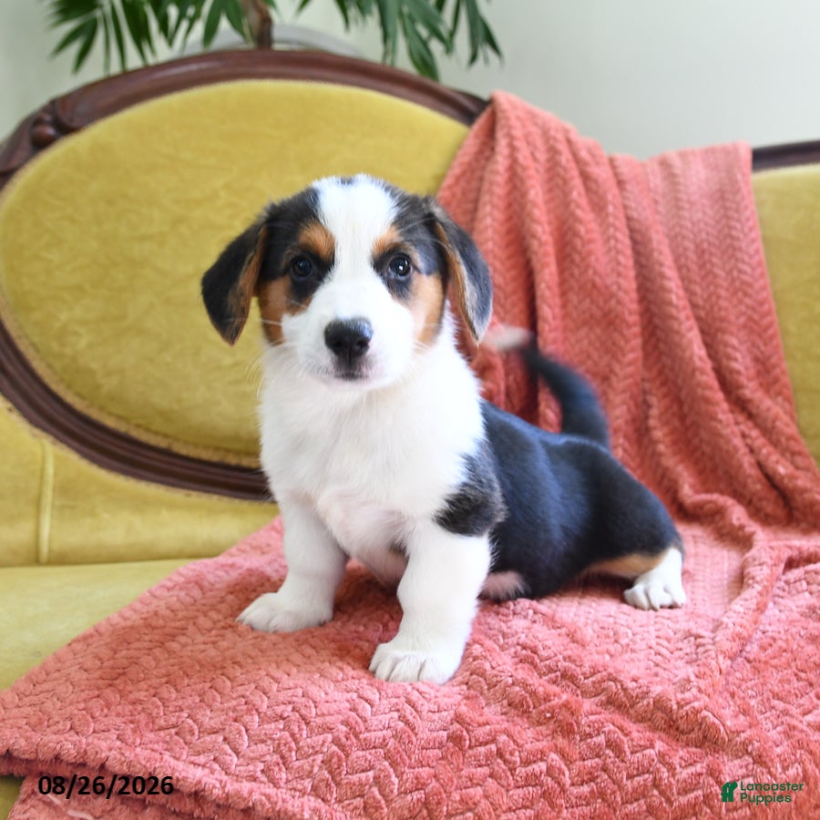 Welsh Corgi Pembroke dogs Bethany - Ad 1