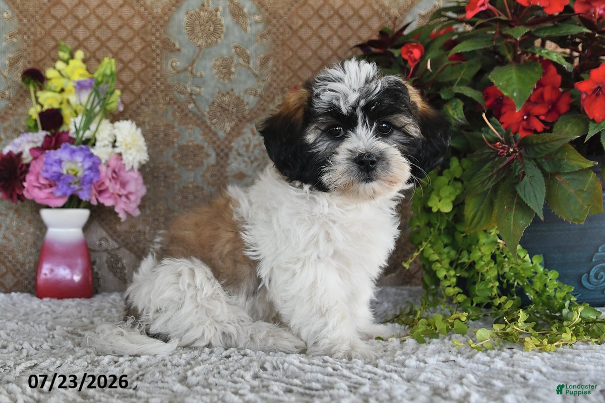 Teddy Bear dogs Lola - Ad 2