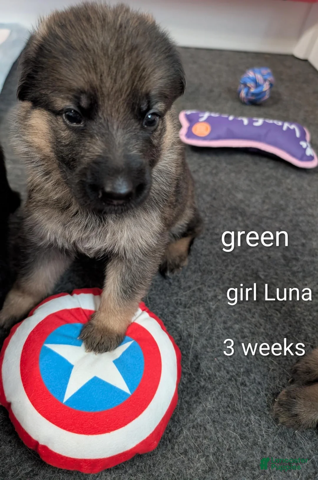 German Shepherd dogs for sale: Luna - Ad 2