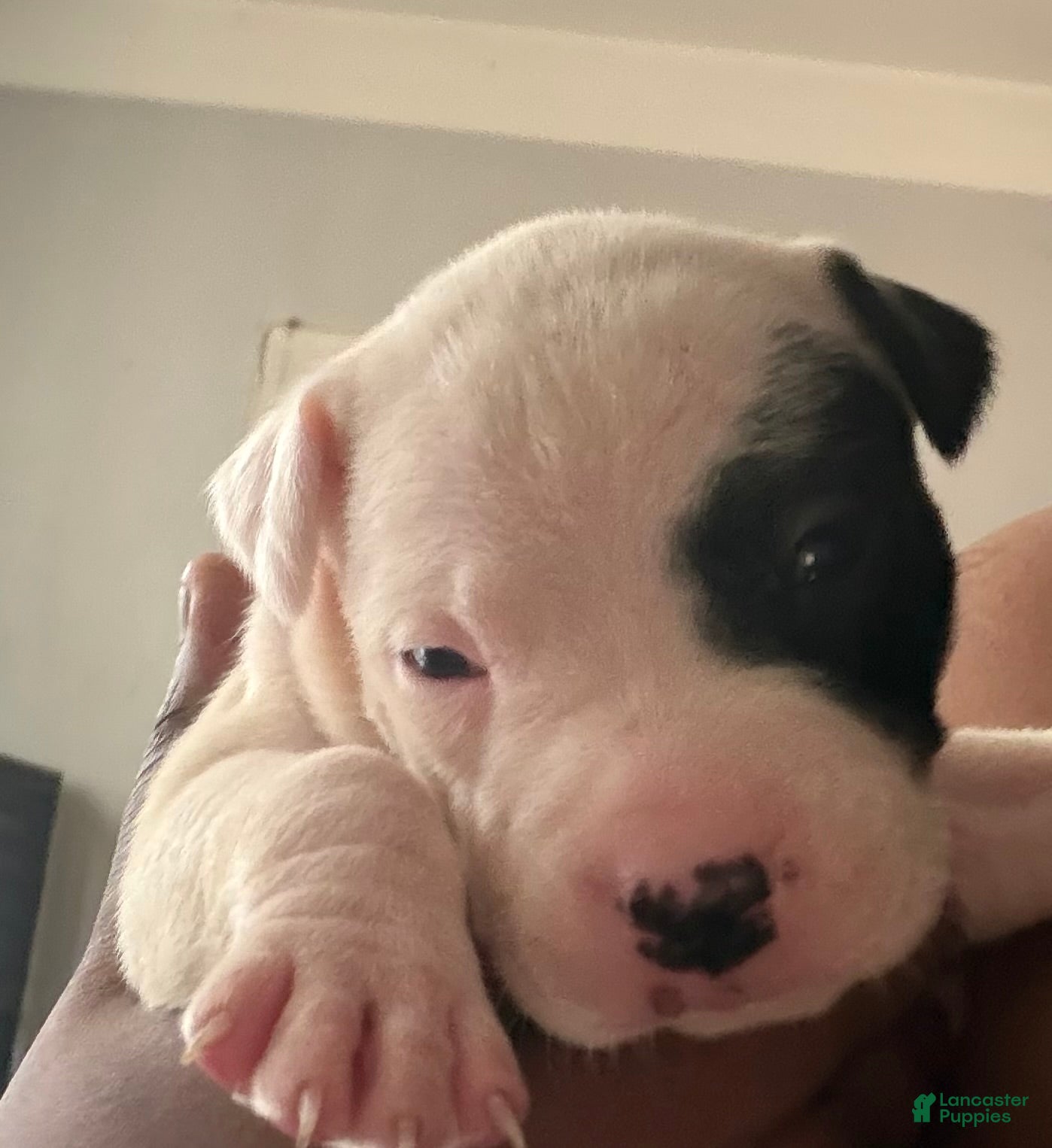 Mixed Breed dogs ROYAL - Ad 3