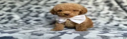 Cockapoo dogs for sale: Freddy - Ad 7