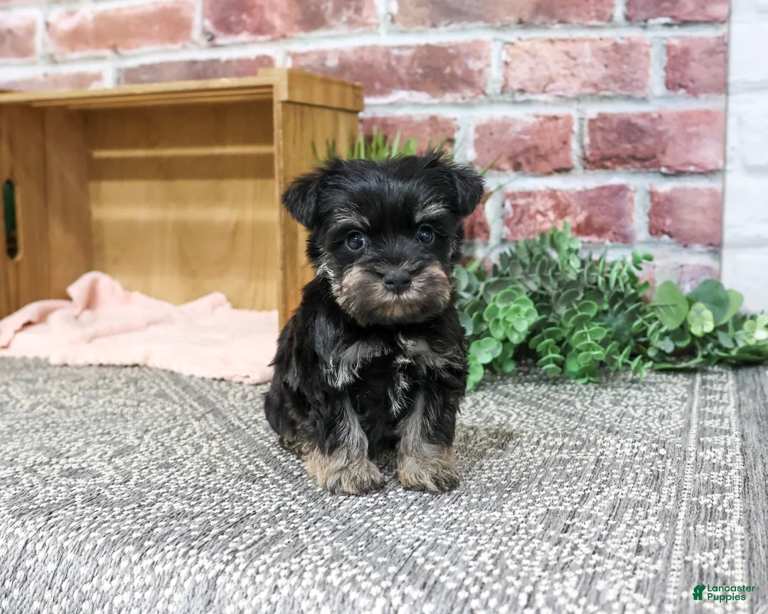 Miniature Schnauzer dogs for sale: Davina - Ad 2