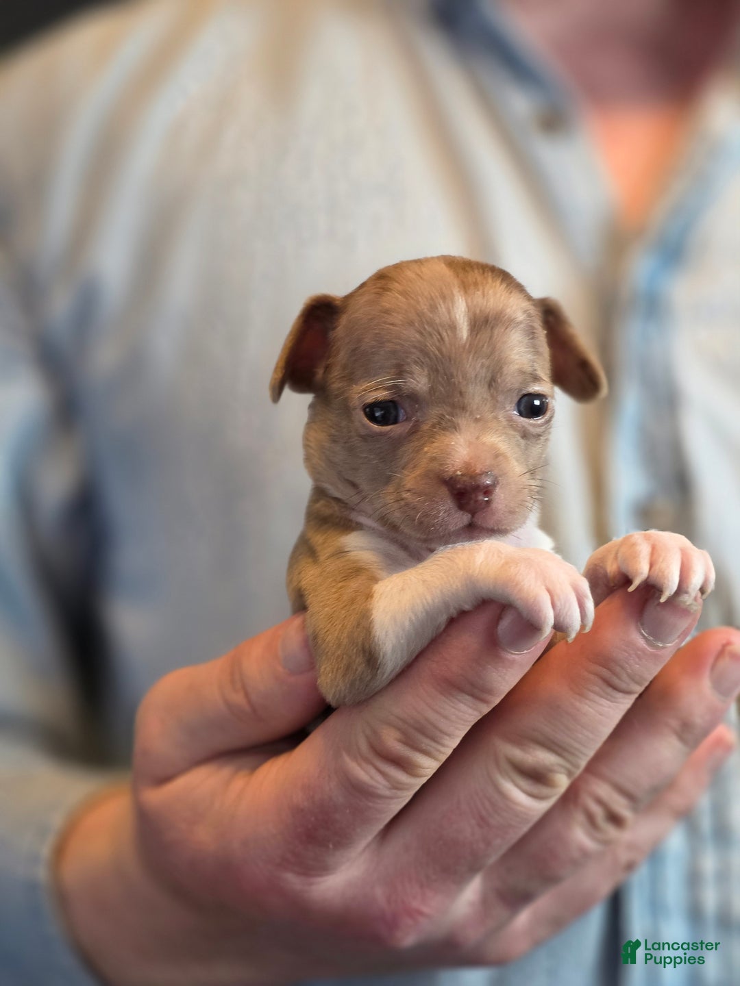 Chihuahua dogs for sale: Splash - Ad 5