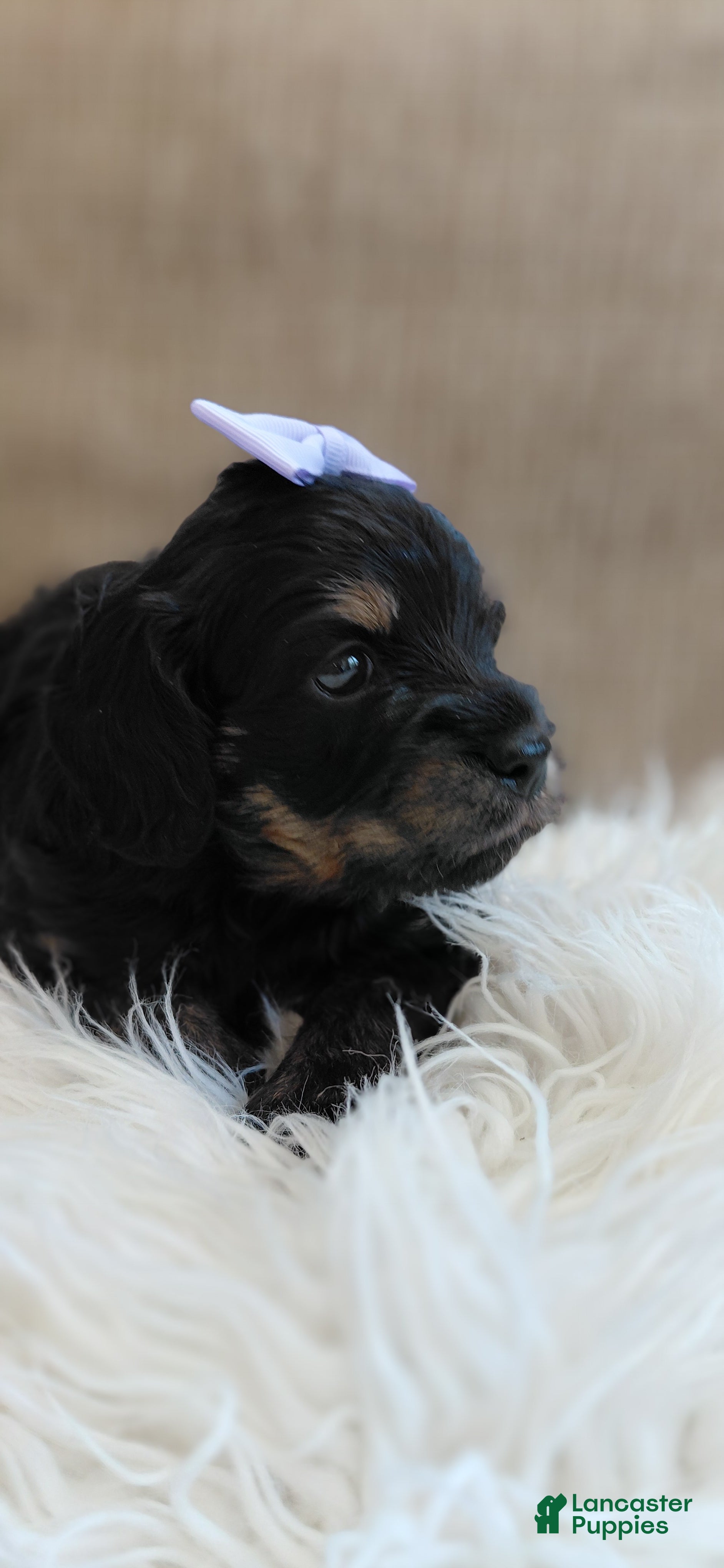 Mixed Breed dogs Mixed Breed 2 - Ad 2
