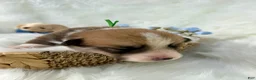 Welsh Corgi Pembroke dogs for sale: Luca - Ad 5