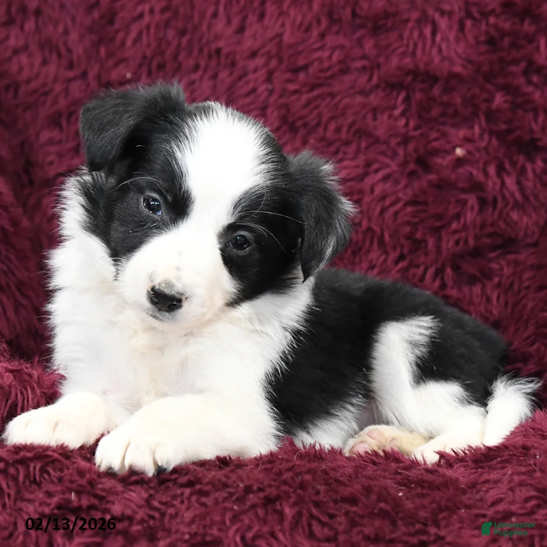 Border Collie dogs for sale: Tiny - Ad 3