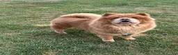 Chow Chow dogs for sale: Grizzly  - Ad 3