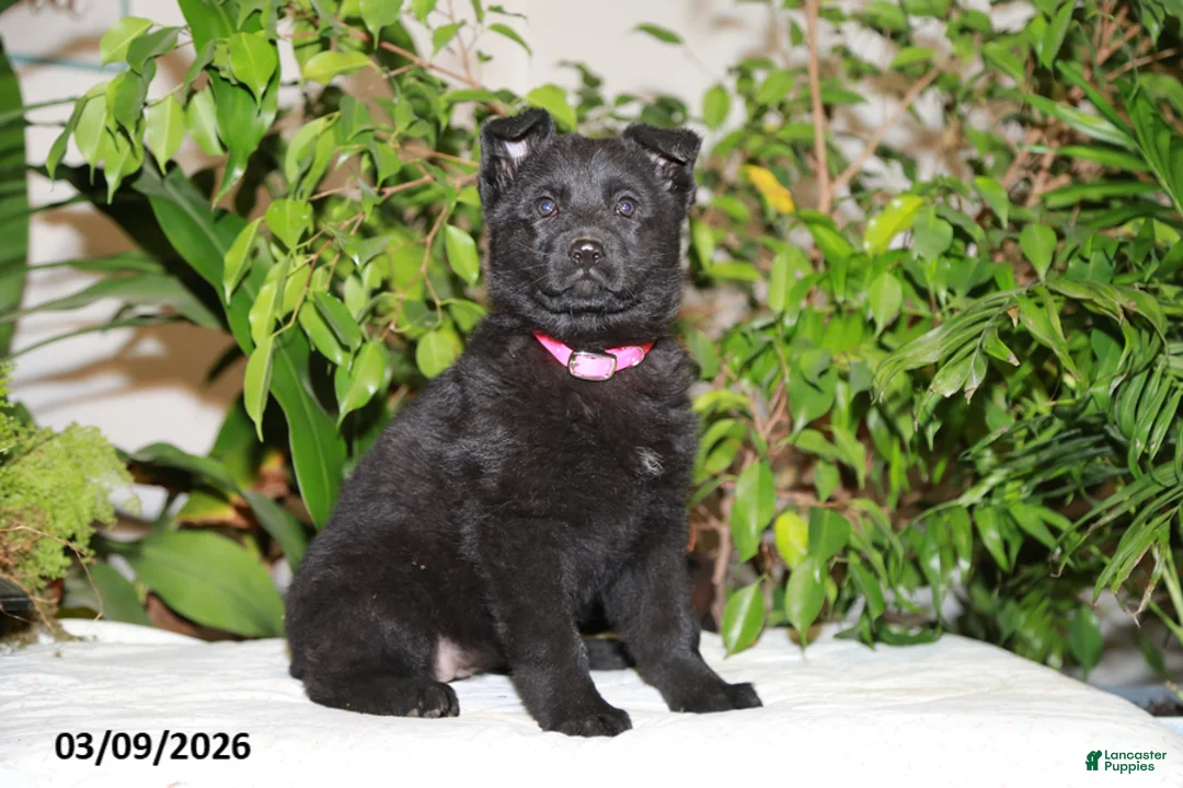 German Shepherd dogs for sale: Maria - Ad 1