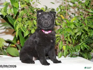 German Shepherd dogs for sale: Maria - Ad 2