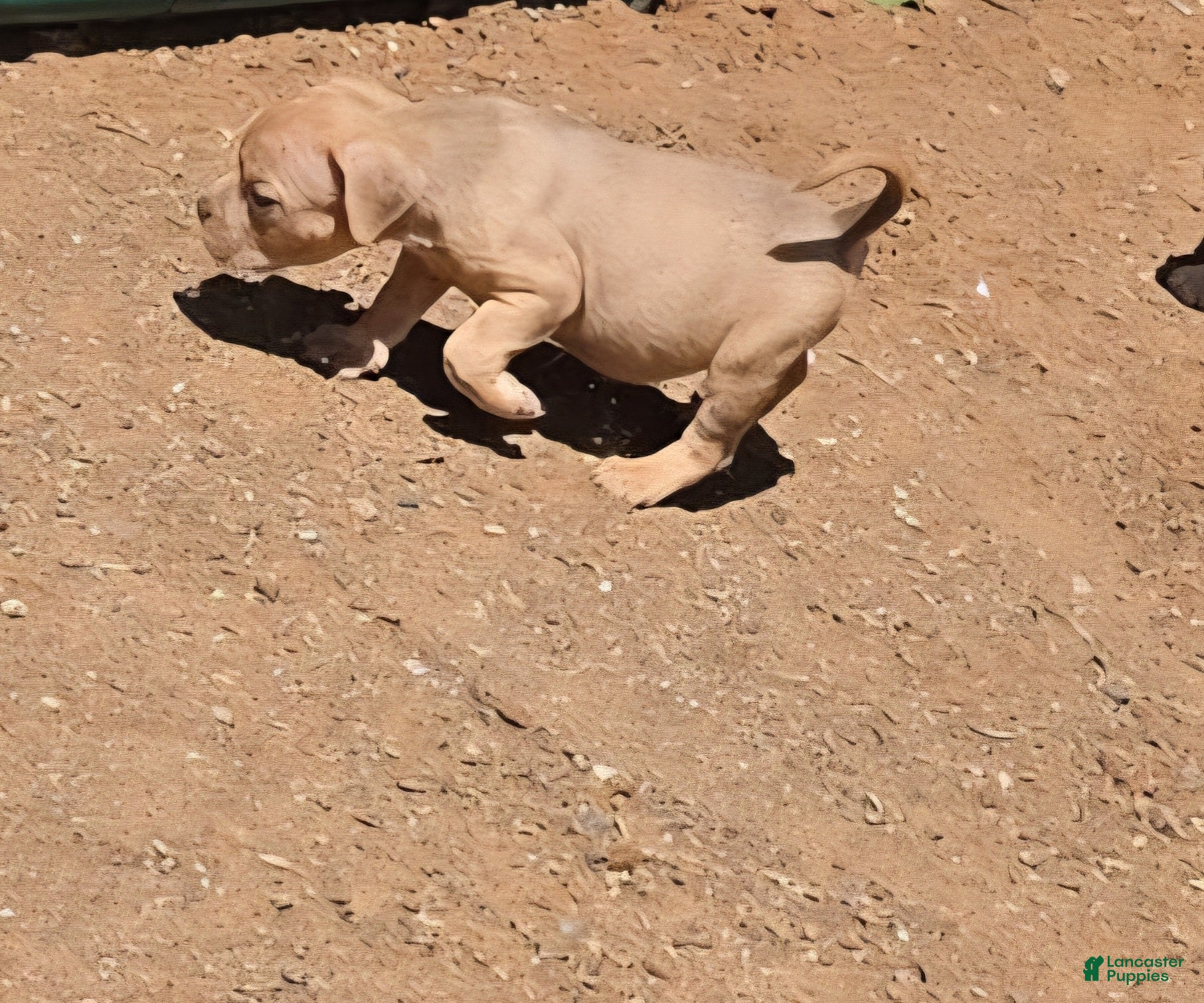 English Bulldog dogs for sale: BLUE FAWN  - Ad 3
