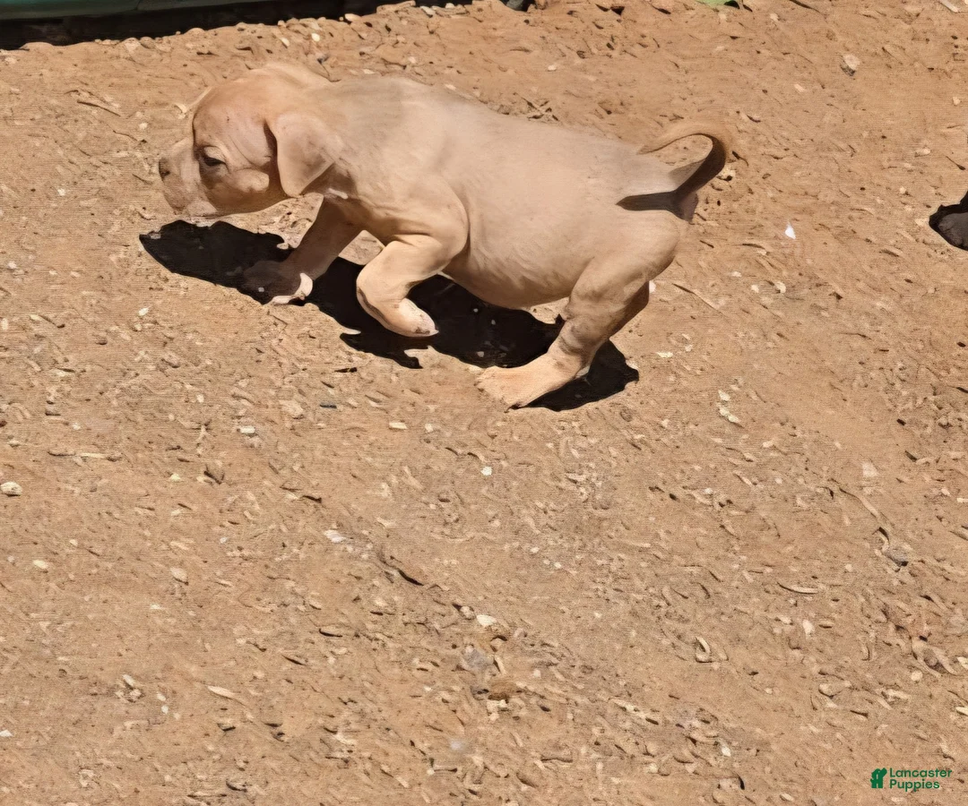 English Bulldog dogs for sale: BLUE FAWN  - Ad 1