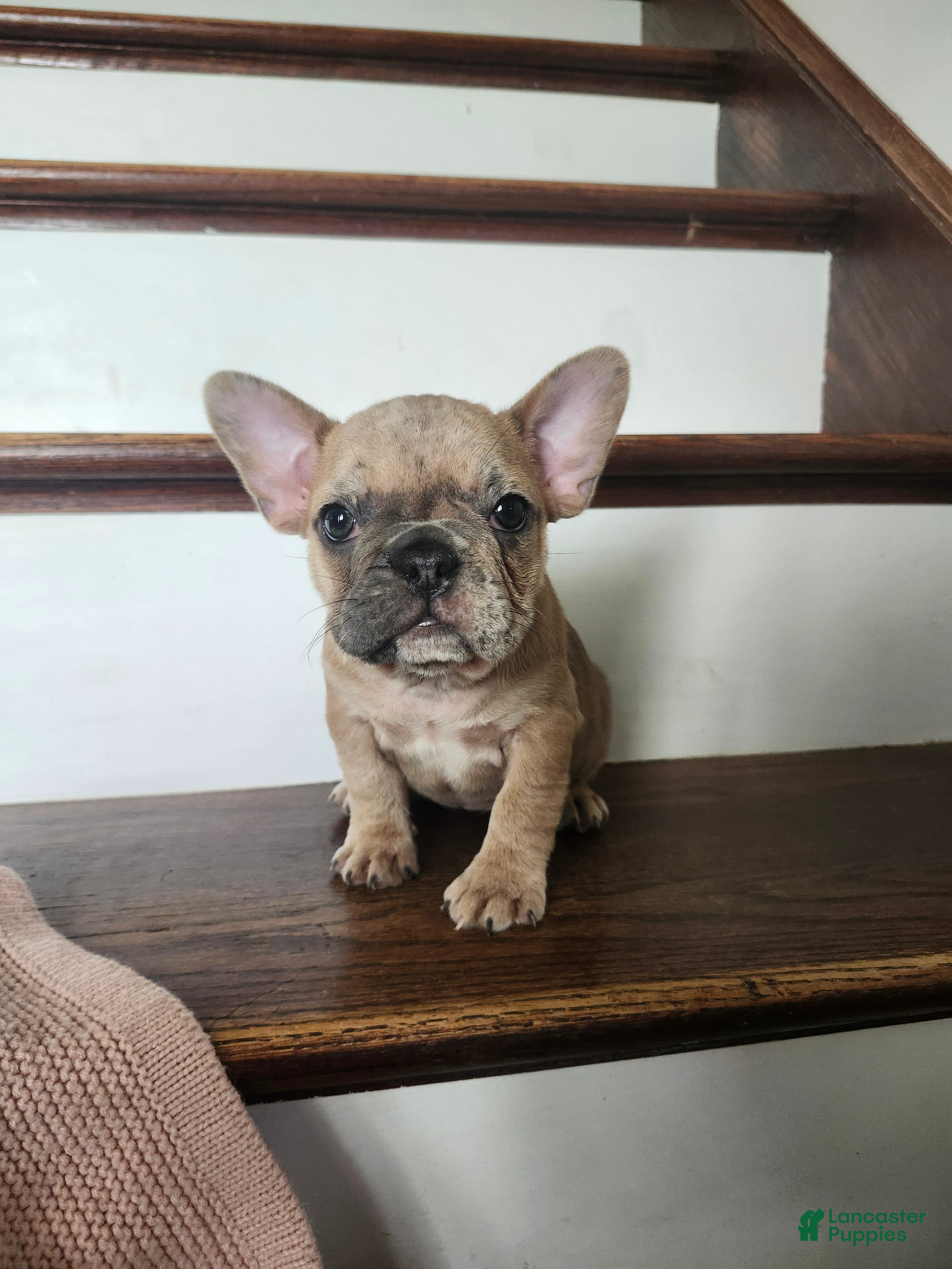 French Bulldog dogs for sale: Molly  - Ad 4