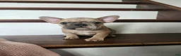 French Bulldog dogs for sale: Molly  - Ad 1