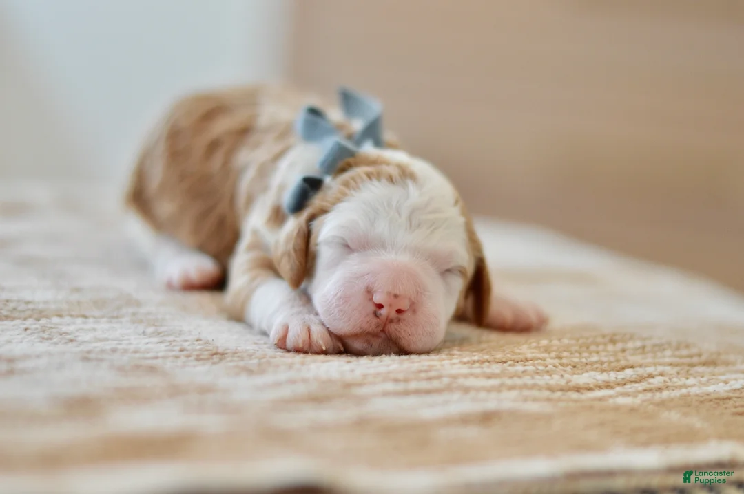 Goldendoodle dogs for sale: Basil - Ad 2