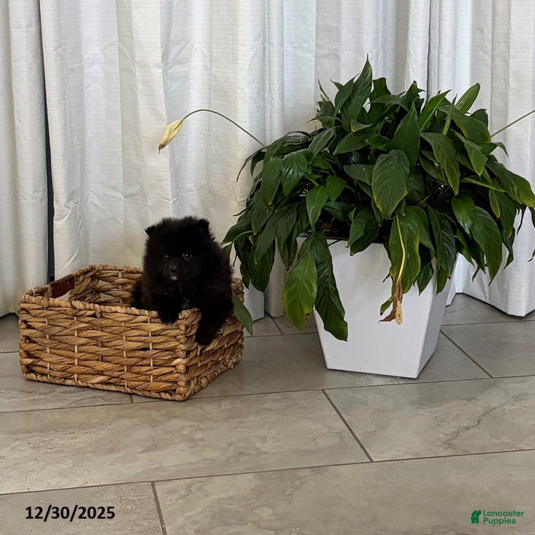 Pomeranian dogs for sale: Lilly - Ad 3