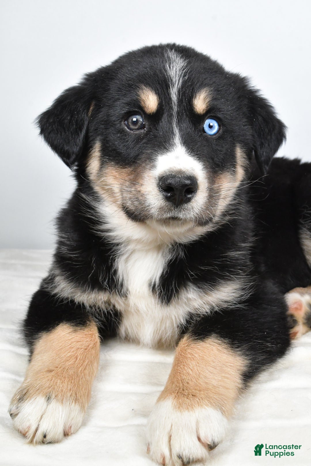 Mixed Breed dogs for sale: Axel - Ad 5