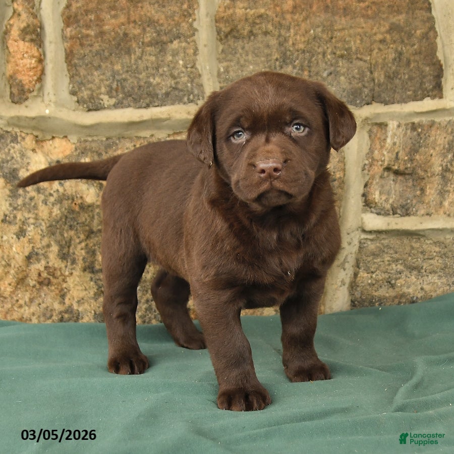 Labrador Retriever dogs Ivy - Ad 2