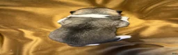 Akita dogs for sale: Halo - Ad 9