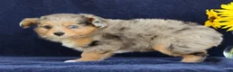 Mixed Breed dogs for sale: Candy - Ad 4