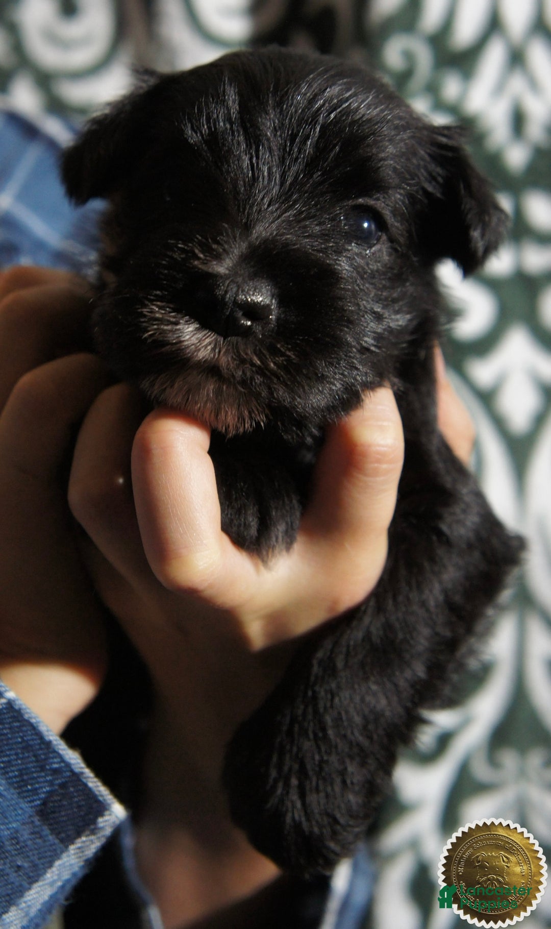 Miniature Schnauzer dogs for sale: Chloe - Ad 13