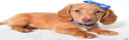 Miniature Dachshund dogs for sale: Dante - Ad 5