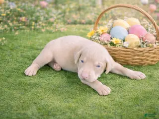 Doberman Pinscher dogs Mamoru - Ad 5