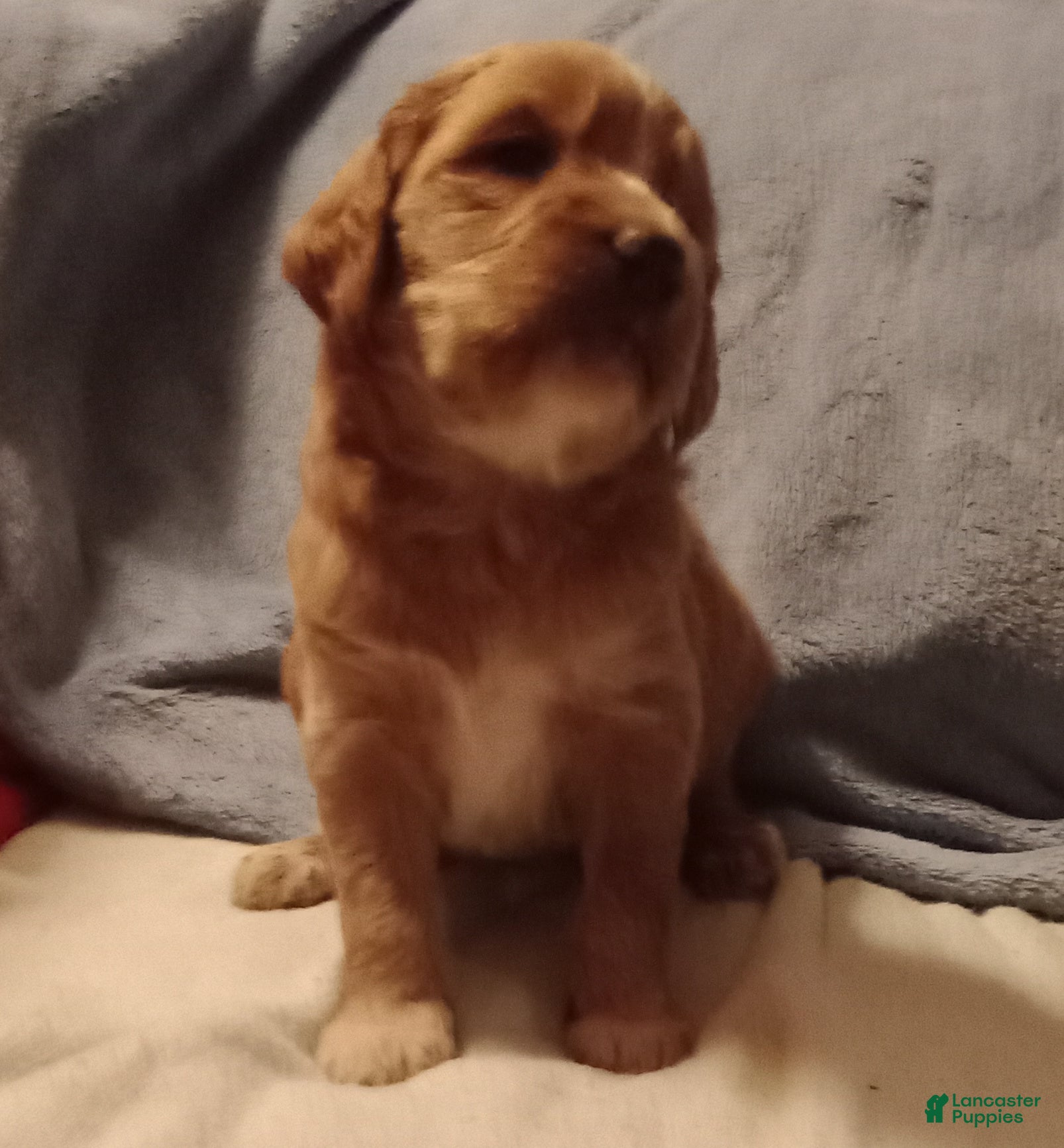 Standard Poodle dogs Standard Poodle Puppy 2 - Ad 33