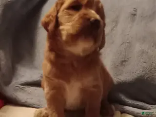 Standard Poodle dogs Standard Poodle Puppy 2 - Ad 33