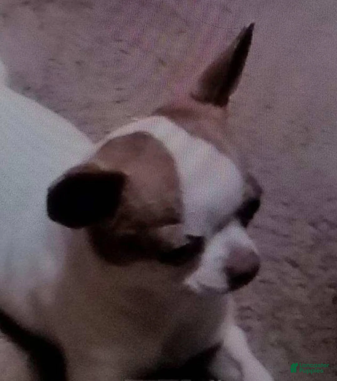 Chihuahua dogs for sale: Full AKC Snow White  - Ad 10