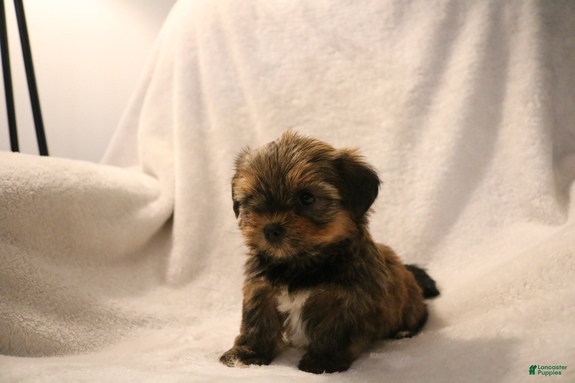 Shorkie dogs Becca - Ad 2
