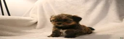 Shorkie dogs for sale: Becca - Ad 2
