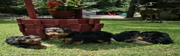 Yorkshire Terrier dogs for sale: Yorkshire Terrier 1 - Ad 3