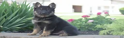 German Shepherd dogs for sale: Cooper - Ad 3